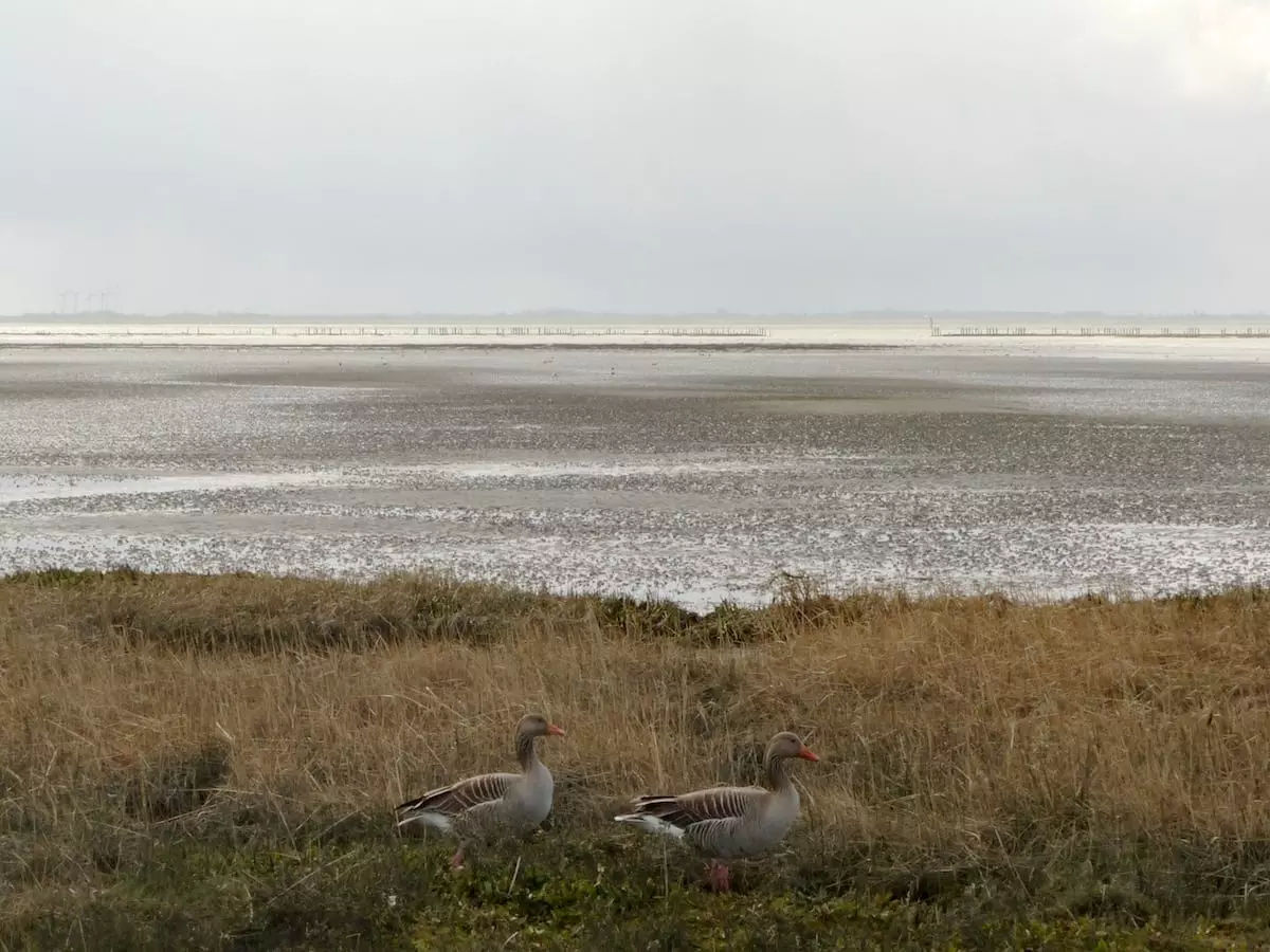 Norderney Natur: Brandgänse in den Salzwiesen am Watt