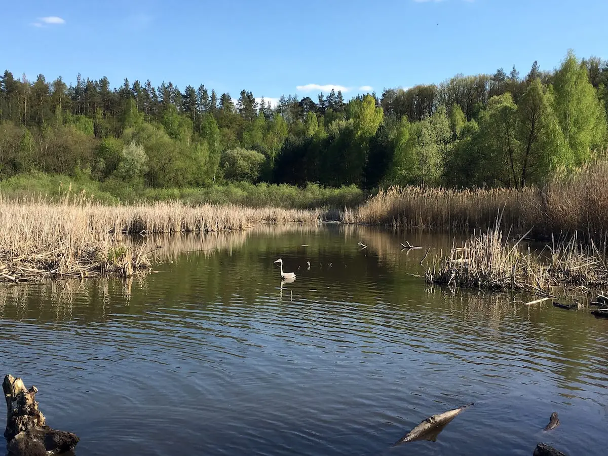 Berlin: Sanddüne Grunwald mit Kindern - Weiher