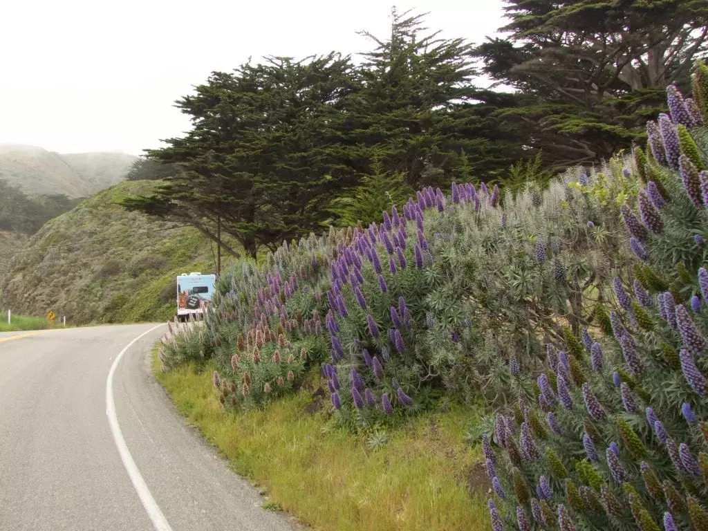 Auf dem Highway No.1 durch die USA Südwest im Wohnmobil vorbei an Lupinen am Straßenrand zwischen dicht bewachsenen Hügeln in mystischer Nebelstimmung