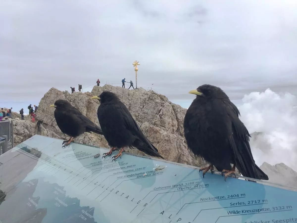 Sommerurlaub mit Kindern in den Alpen - Dohlen vor dem Zugspitzgipfel