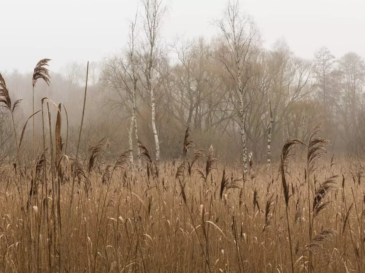 Bad Belzig - Brandenburg im Winter Moorlandschaft