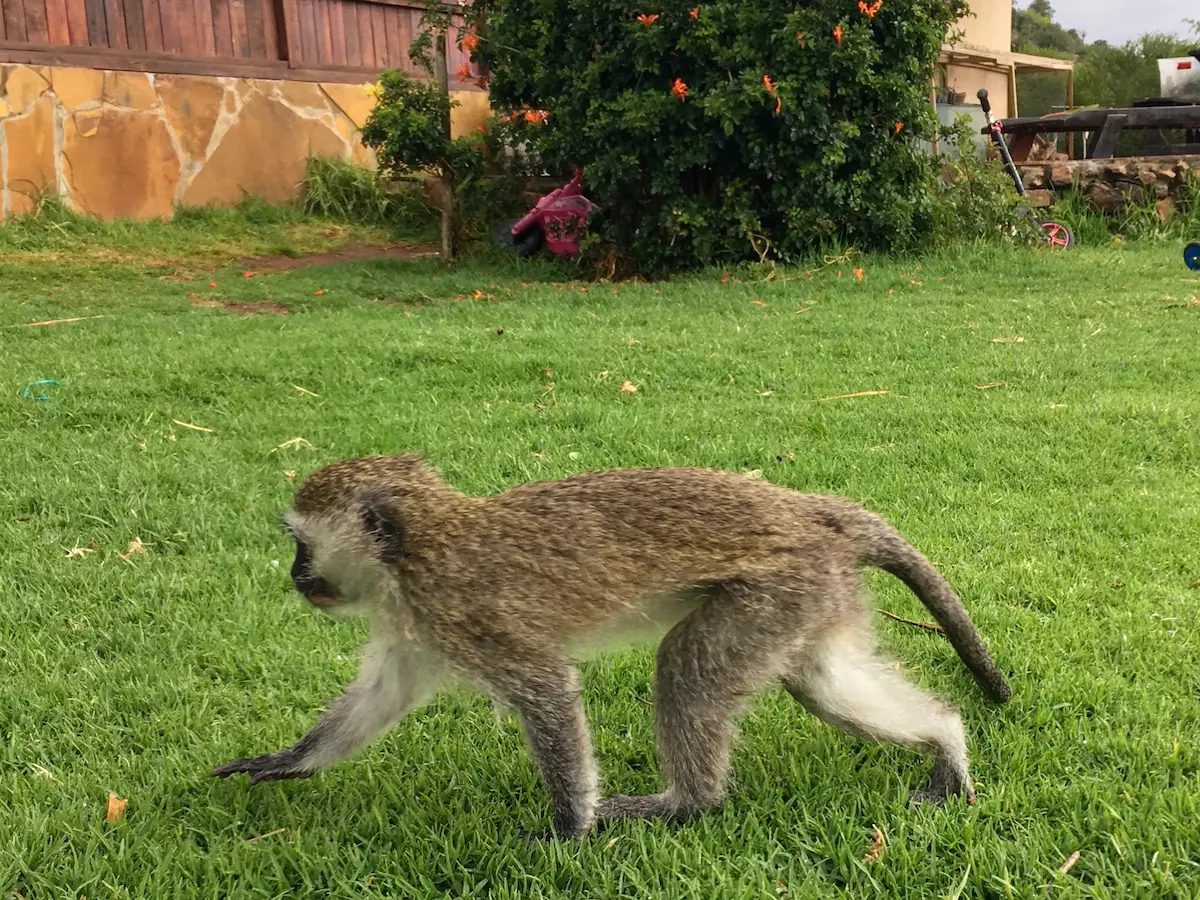  - Affe Luis auf der Pure Nature Lodge - Safari mit Kindern im Addo Elephant Park