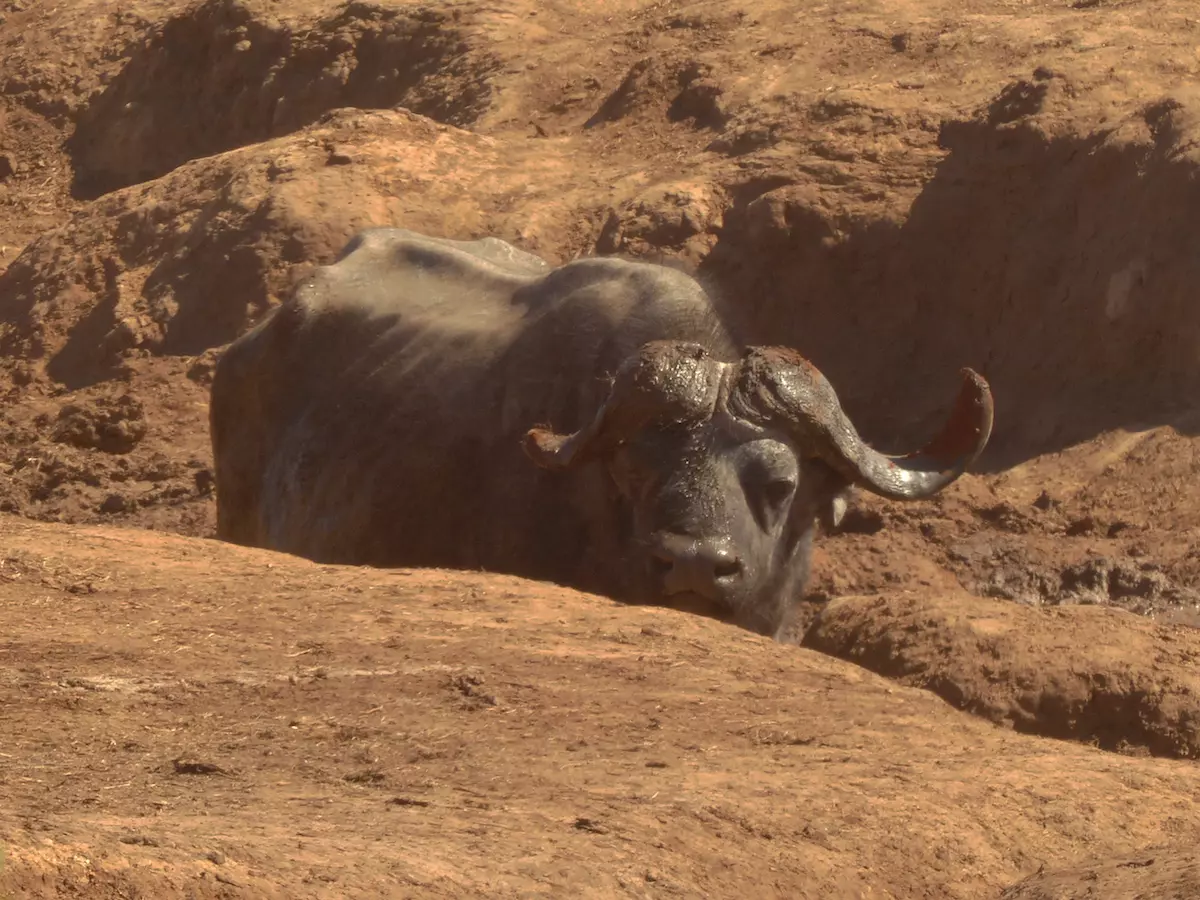 Büffel bei der Safari mit Kindern im Addo Elephant Park