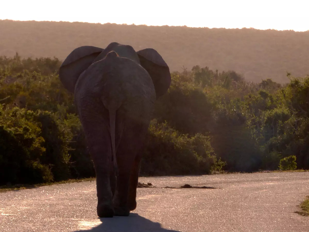 Elefant auf der Straße bei der Safari mit Kindern im Addo Elephant Park