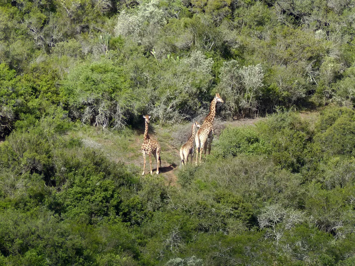 Giraffen auf der Pure Nature Lodge - Safari mit Kindern im Addo Elephant Park