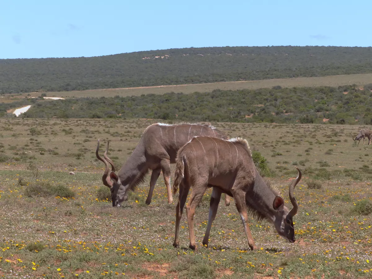 Kudus bei der Safari mit Kindern im Addo Elephant Park