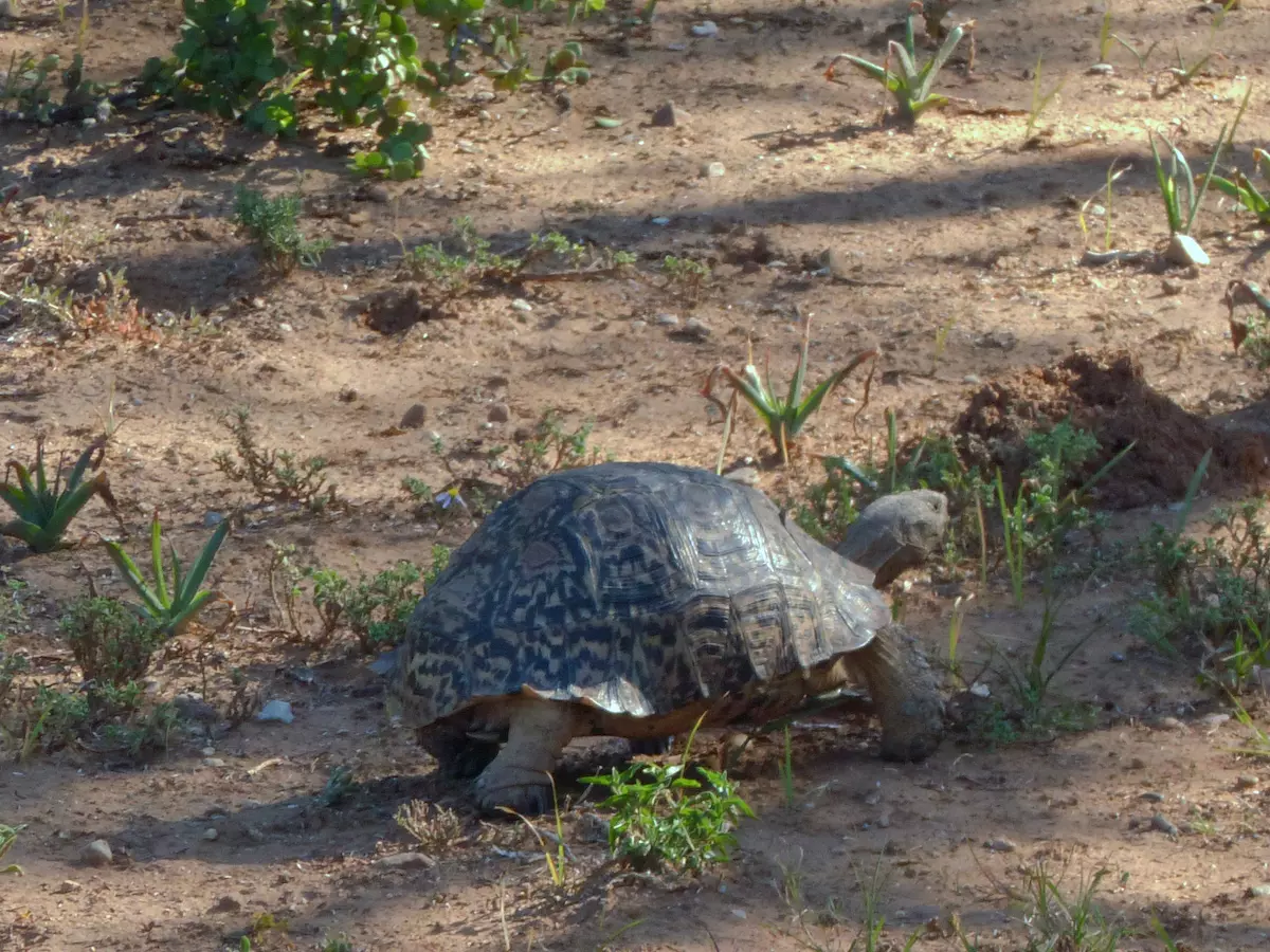 Schildkröte bei der Safari mit Kindern im Addo Elephant Park
