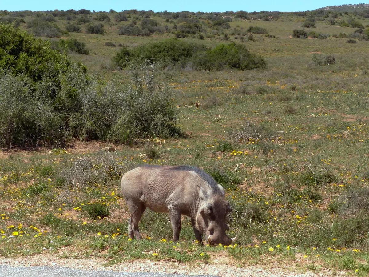 Warzenschwein - Safari mit Kindern im Addo Elephant Park