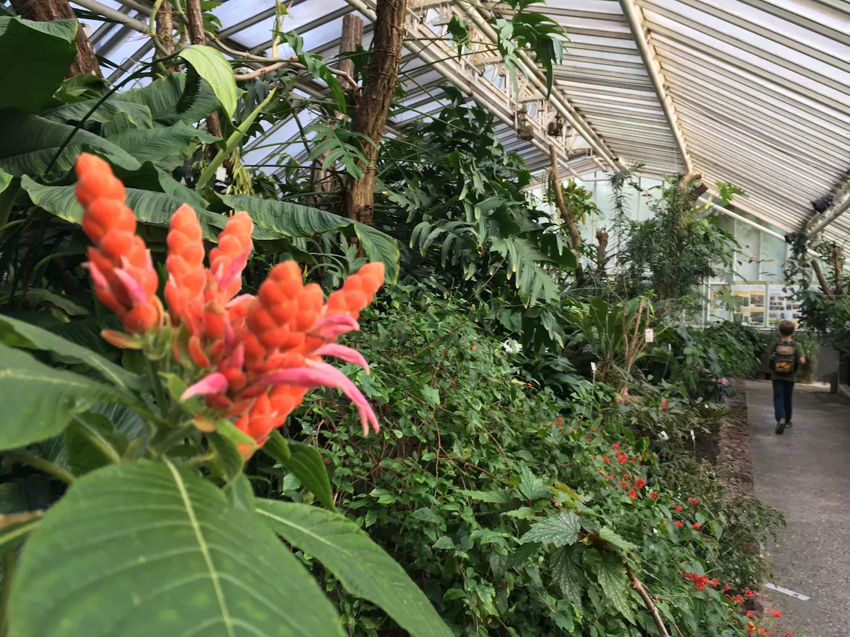Botanischer Garten Berlin mit Kindern - Gewächshaus