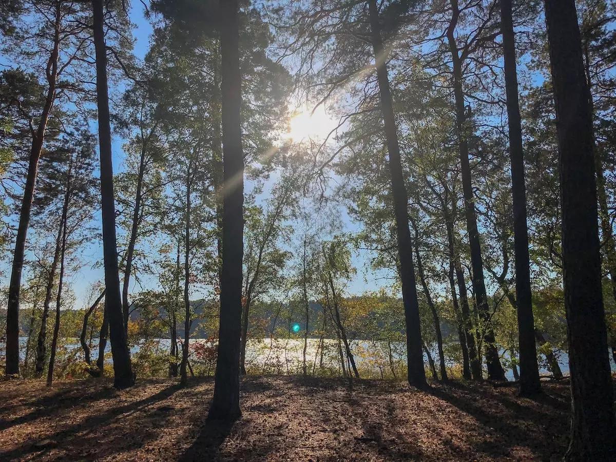 Naturlehrpfad am Tornower See 4
