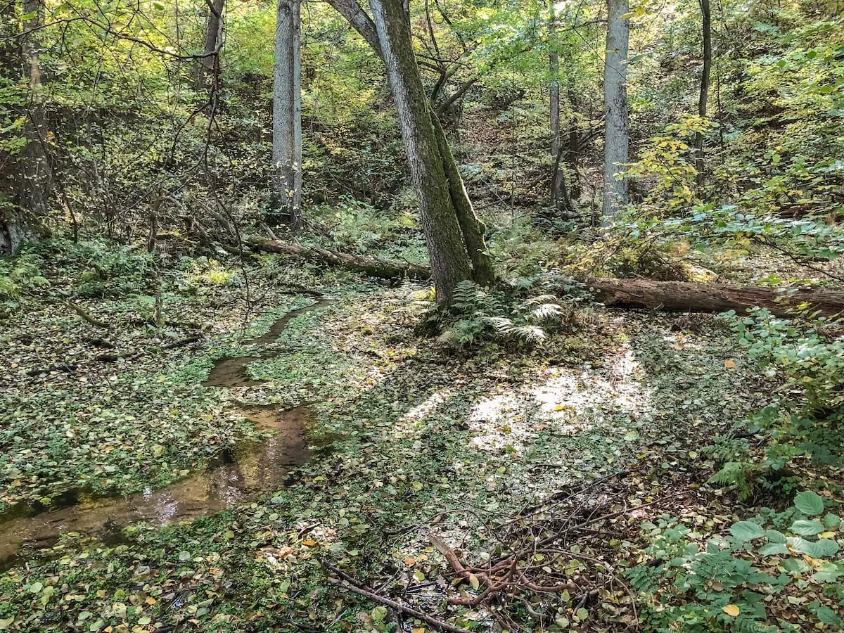 Naturlehrpfad am Torpower See 2