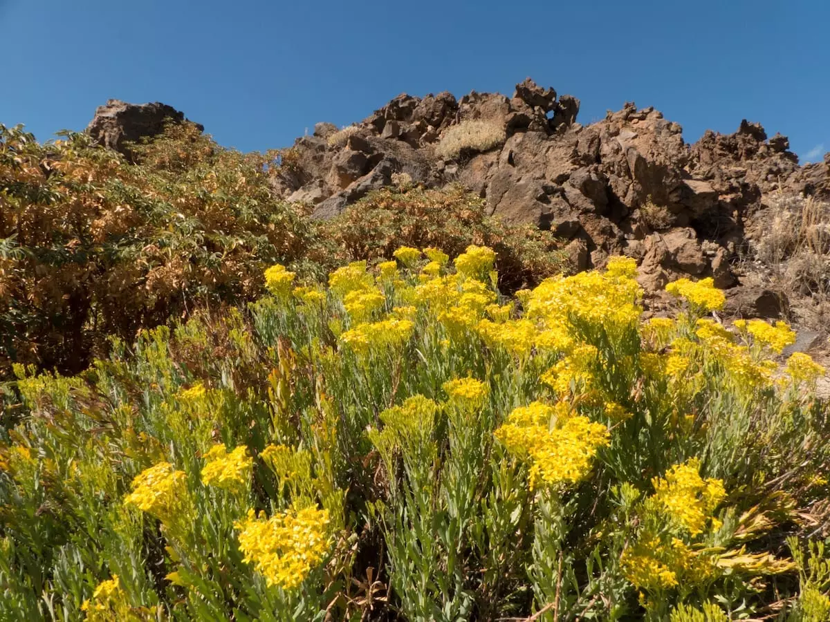 Teneriffa Wandern mit Kind - Botanischer Garten im Teide Besucherzentrum El Portillo