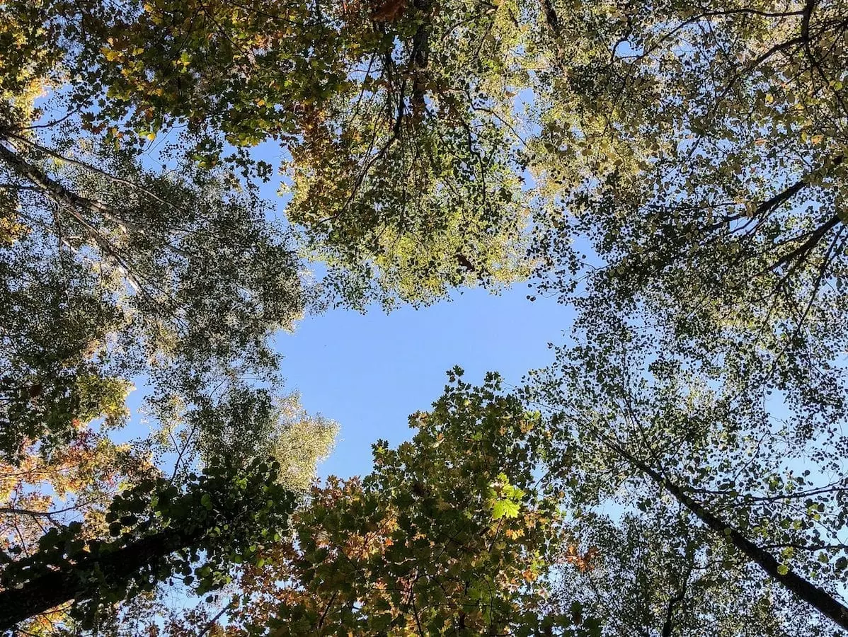 Wald am Tornower See1