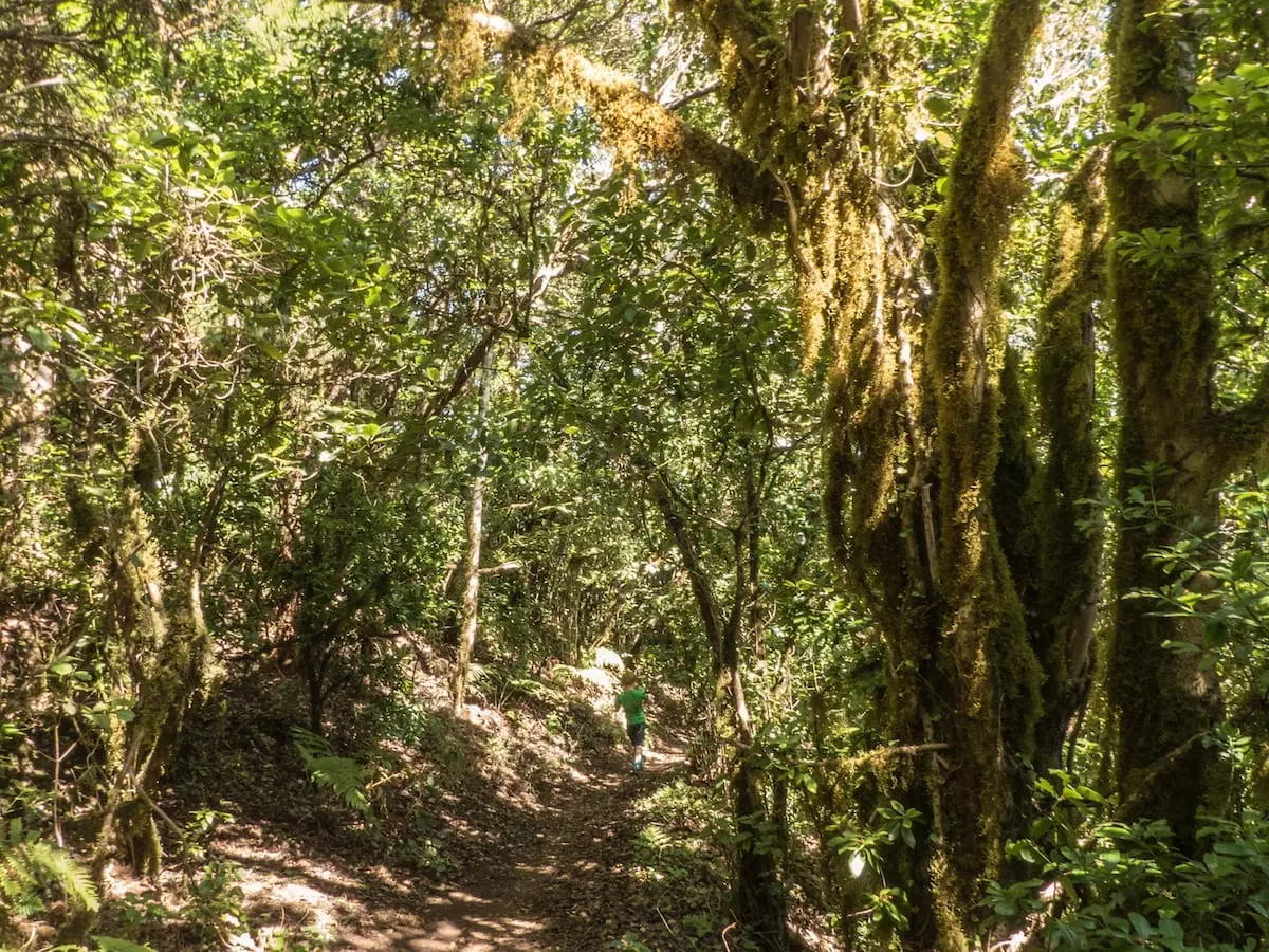 Wandern auf Teneriffa mit Kindern - Anaga GEbirge Zauberwald