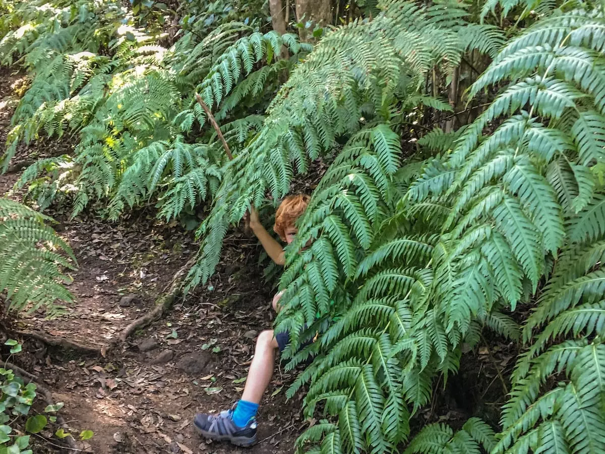 Wandern auf Teneriffa mit Kindern - Farne im Anaga GEbirge