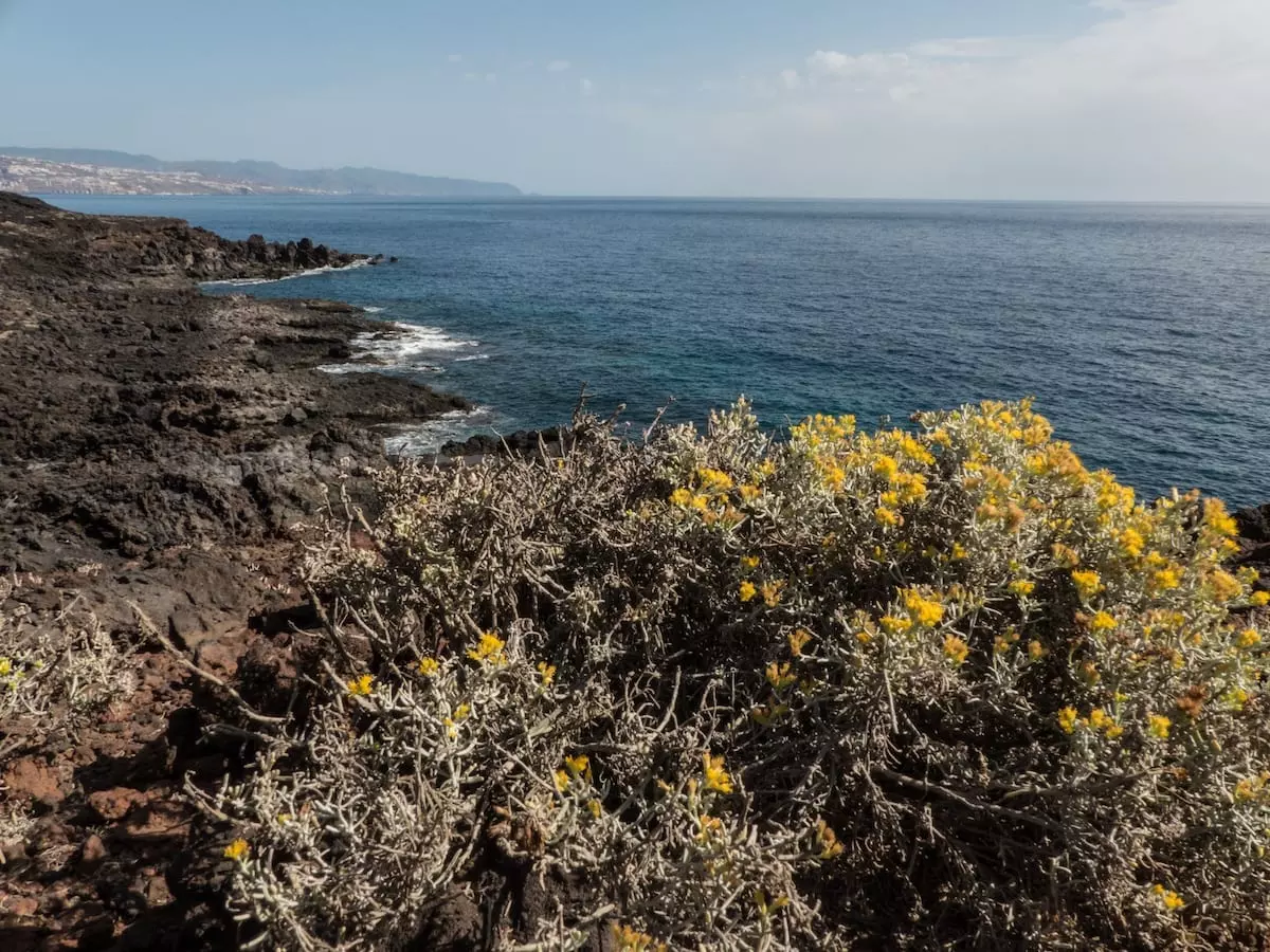 Wandern auf Teneriffa mit Kindern - Malpais de Guimar Küste