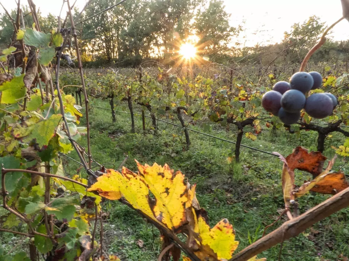 Mit dem Campervan durch Südfrankreich im Herbst - Weinberge