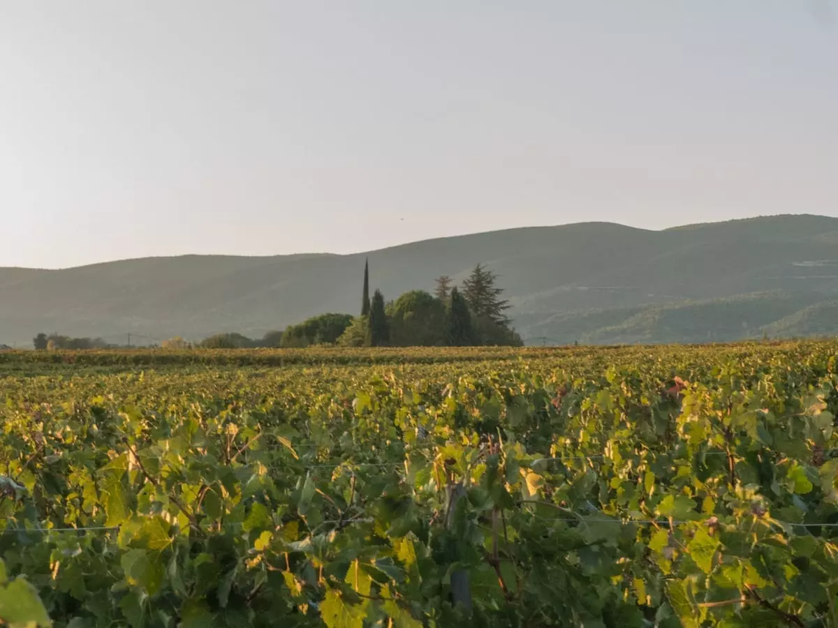 Provence - Weinfelder