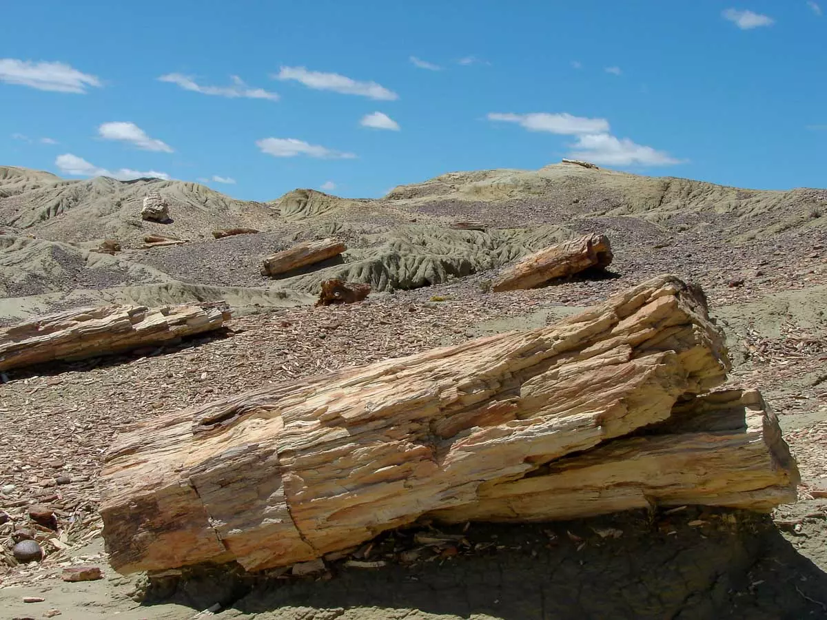 Bosque Petrificado argentino