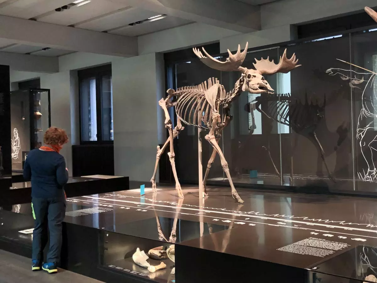 Neues Museum Berlin - Elch aus Brandenburg