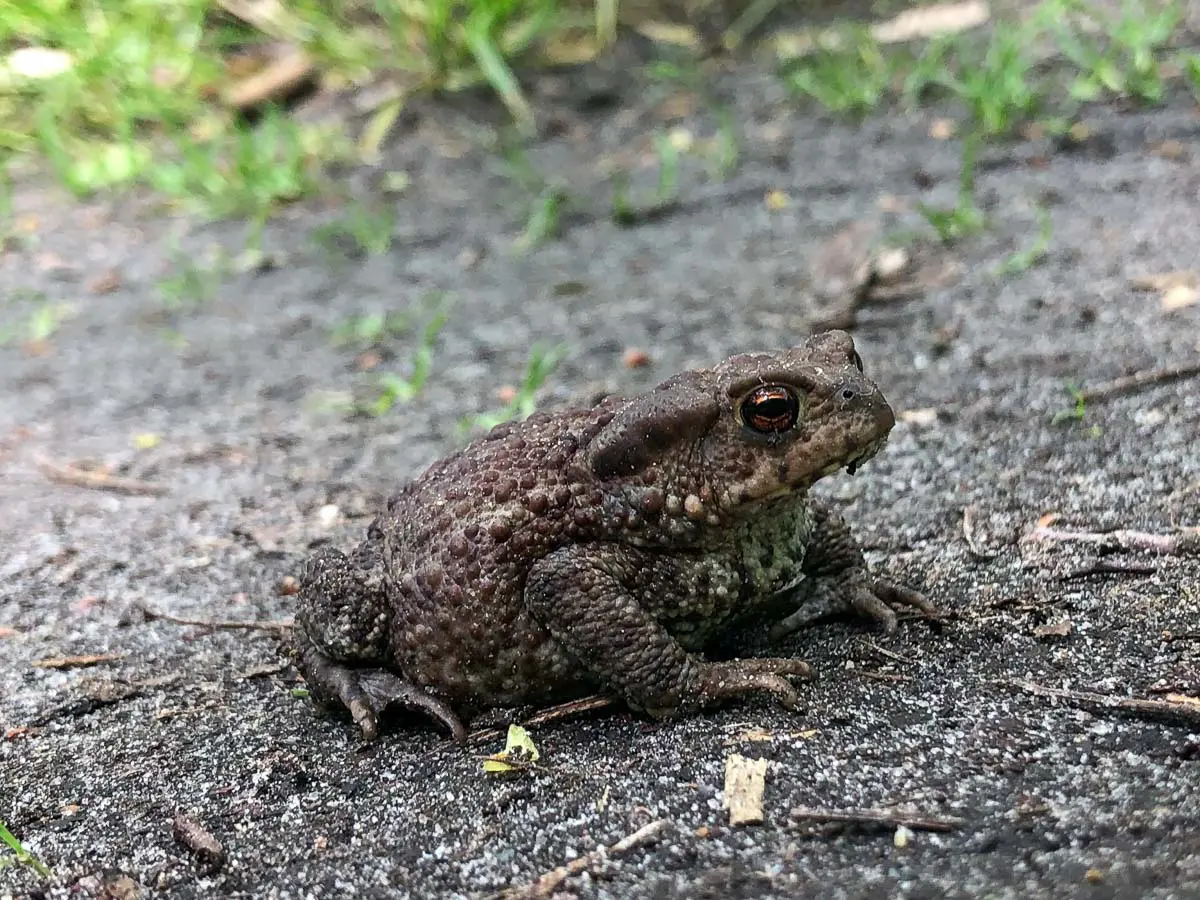 Frosch in Nahaufnahme