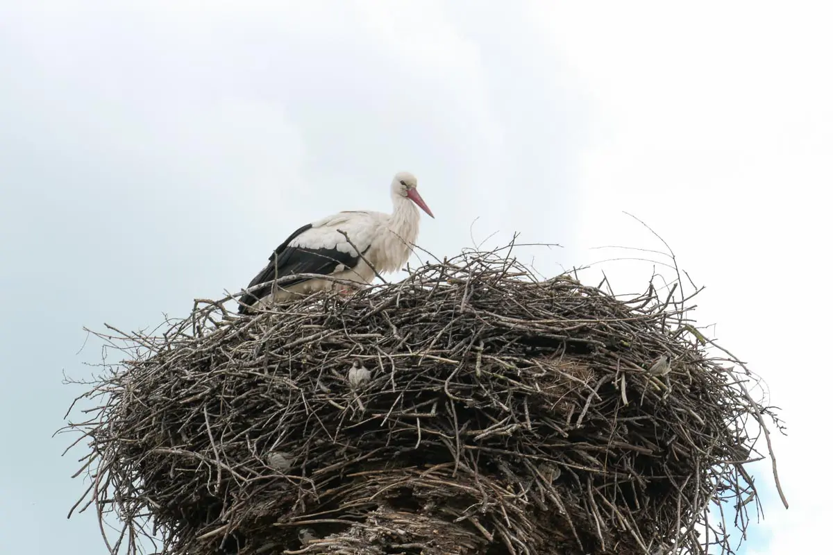 Storch mit Jungen in seinem großen Nest