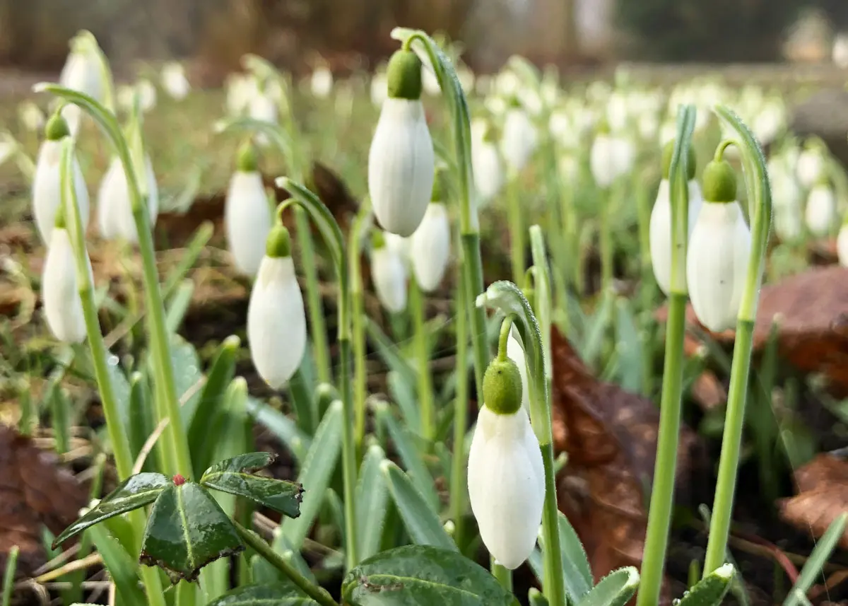 Schneeglöckchenwiese