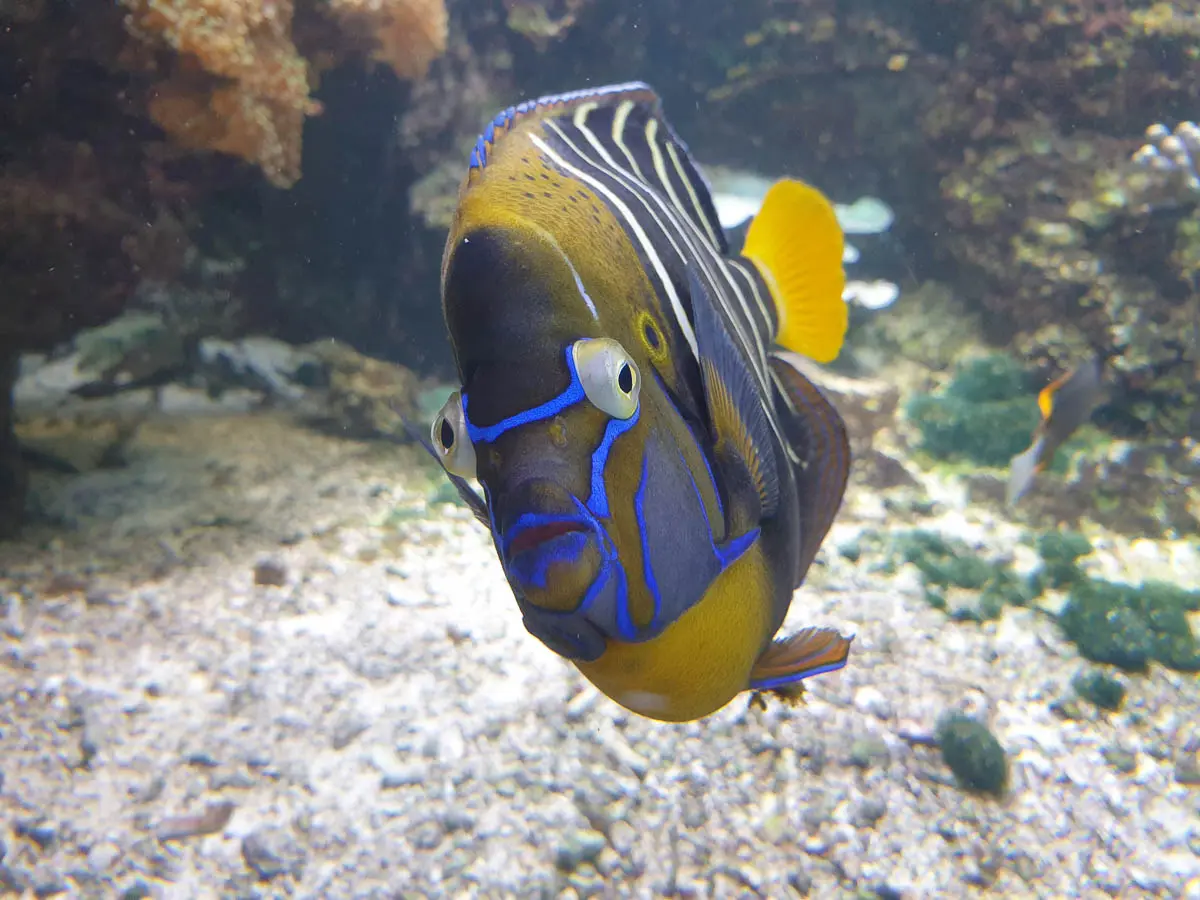 Clownfisch im Haus des Meeres Wien