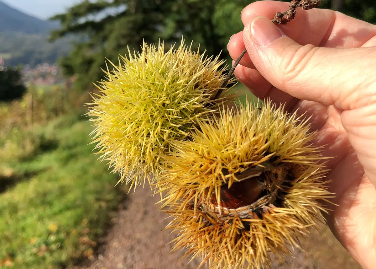 Stein am Wanderweg in der Pfalz vor Weinbergen