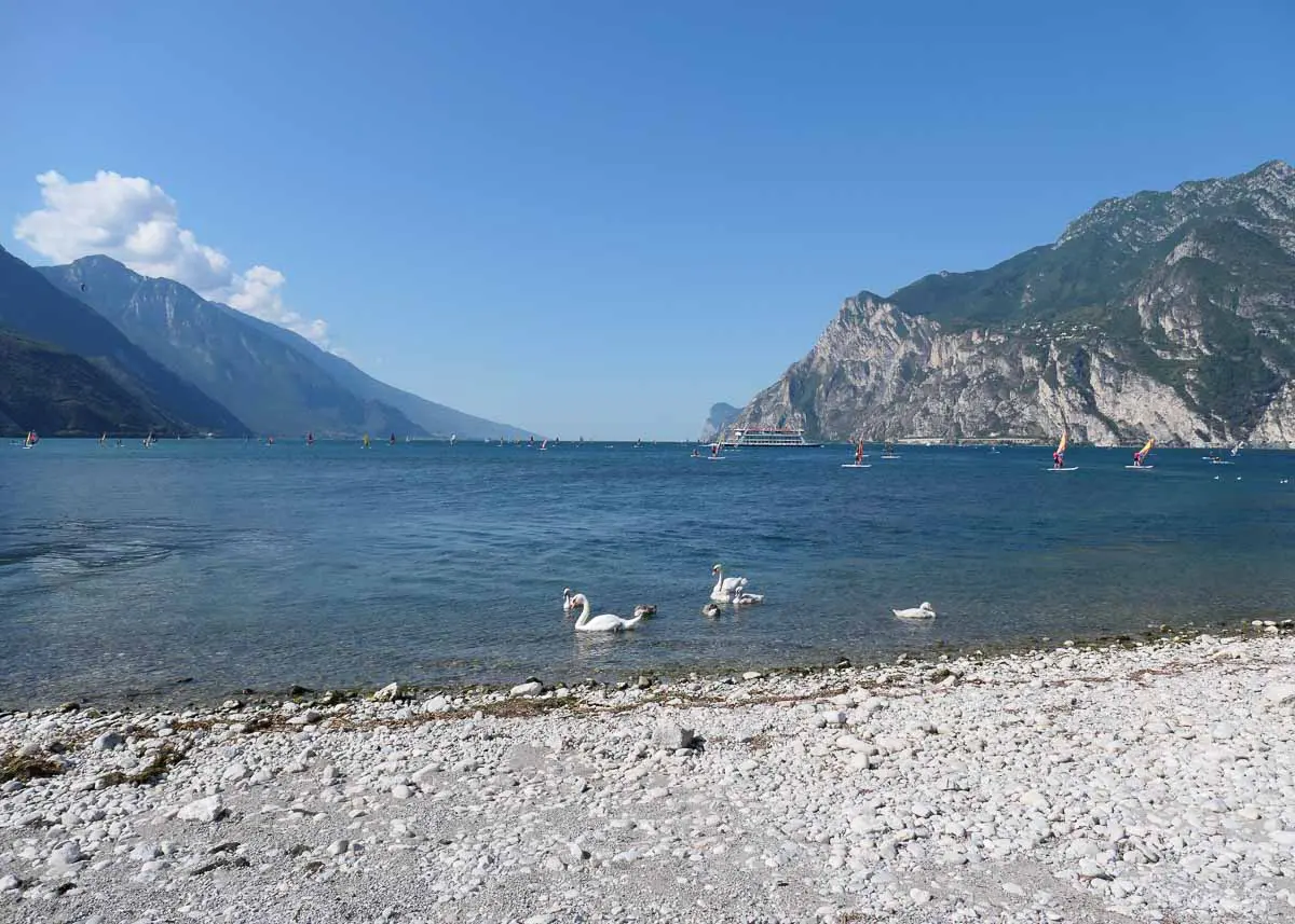 Schwäne auf dem Gardasee am Kiesstrand