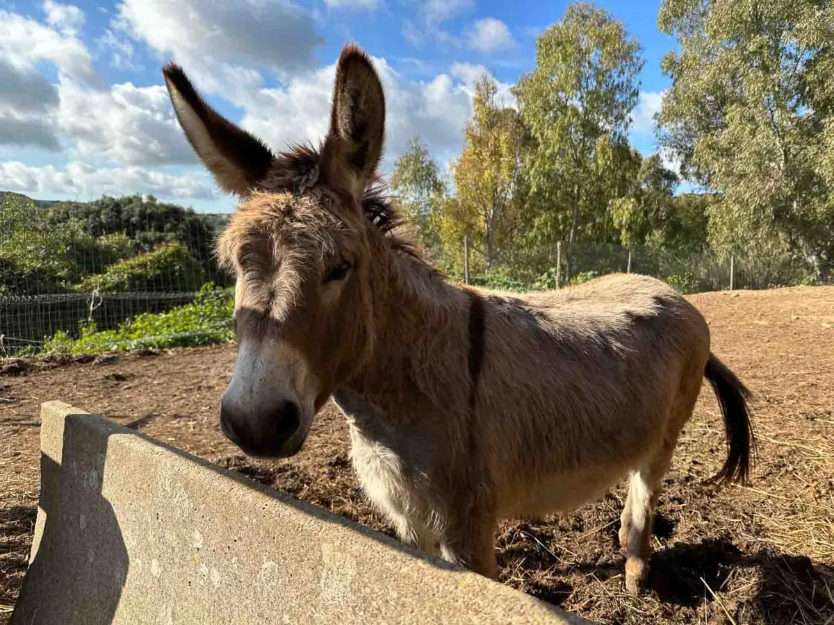 Süßer Esel auf einem Bauernhof