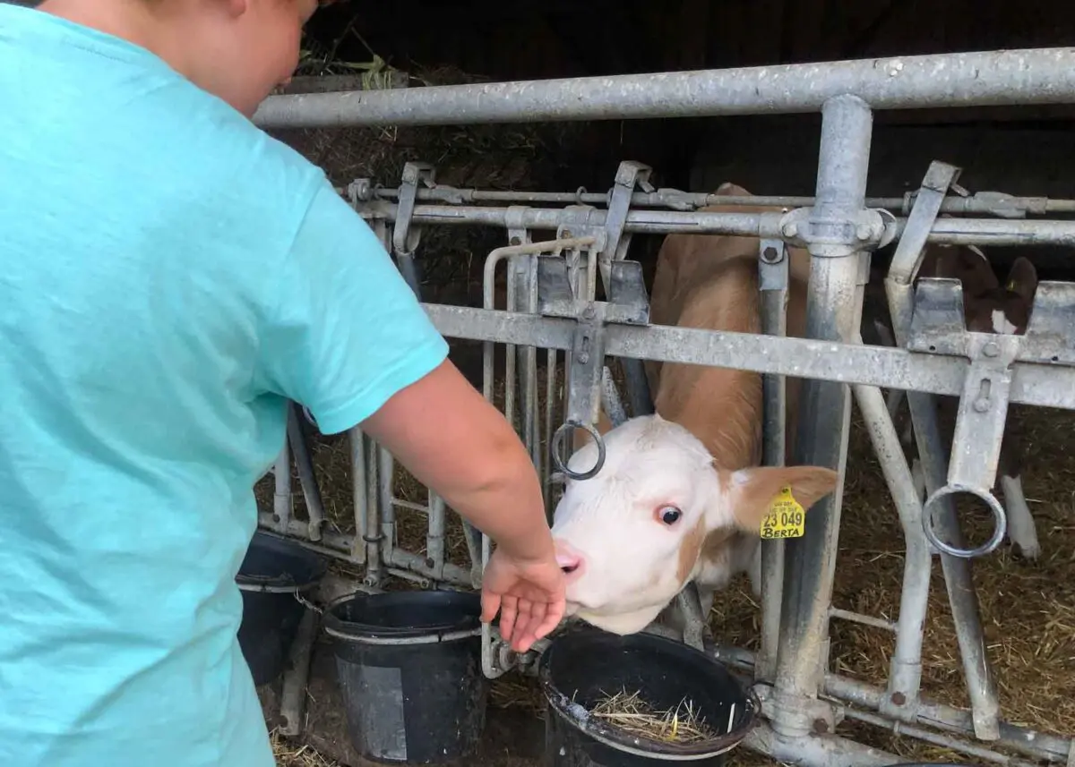 Kind auf Tuchfühlung mit Kalb beim Camping auf dem Bauernhof