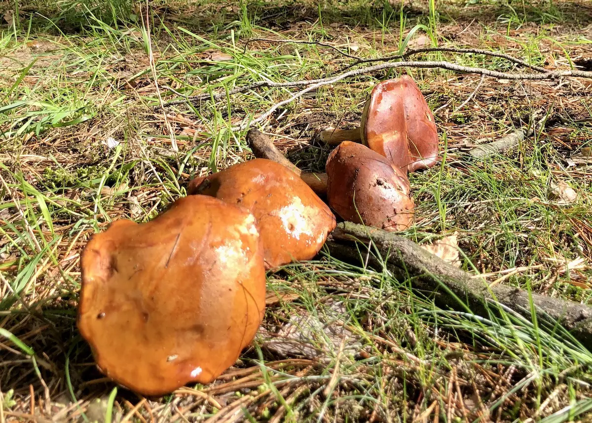 Pilze im Herbstlicht auf der Wiese