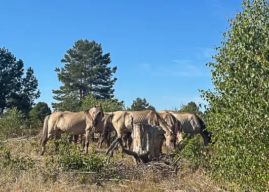 Eine Gruppe hellbrauner Pferde weidet auf einer sonnigen, grasbewachsenen Wiese in Brandenburg, umgeben von grünen Bäumen und leuchtenden Heideblüten, und das alles unter einem strahlend blauen Himmel.