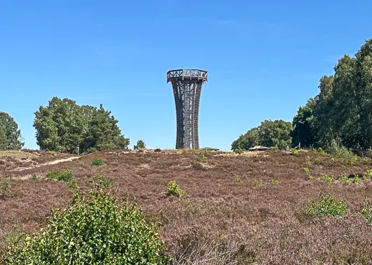In der Ferne erhebt sich ein hoher, moderner Aussichtsturm aus Holz, umgeben von leuchtendem Heidekraut und grünen Sträuchern unter einem strahlend blauen Himmel – ein perfekter Aussichtspunkt, um die Heideblüte in Brandenburg zu bewundern.