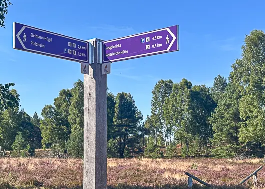 Ein hölzerner Wegweiser mit violetten Wanderwegschildern weist in zwei Richtungen und lädt Entdecker dazu ein, die Schönheit der Heideblüte in Brandenburg zu erkunden – umgeben von Bäumen und Gras, vor einem strahlend blauen Himmel.