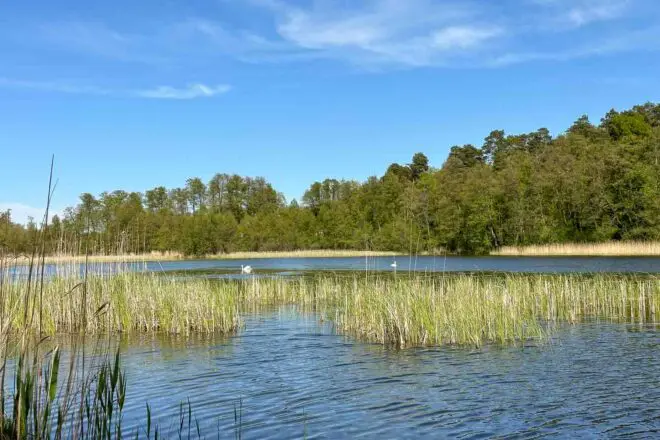 Strehlesee mit Schilf und Seerosen bei blauem Himmel im Frühling