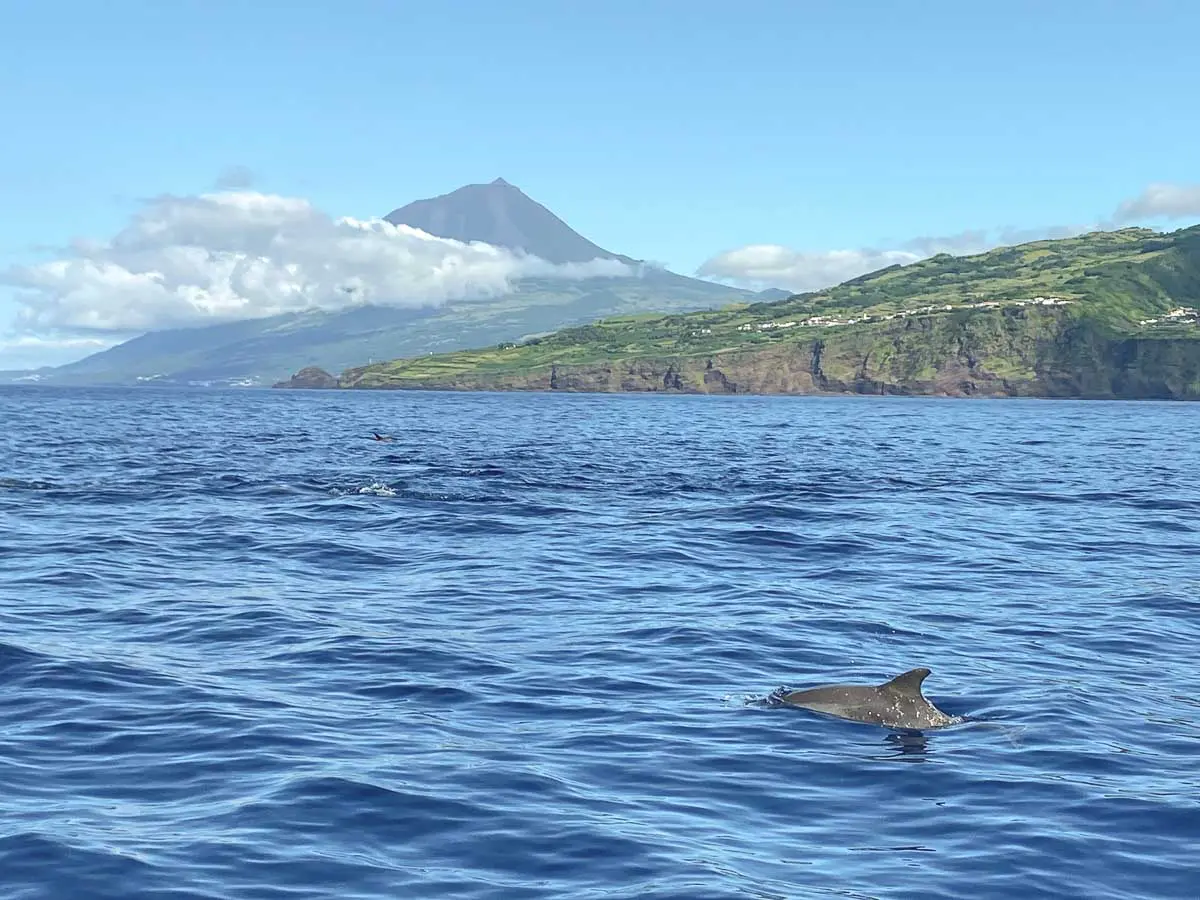 Ein Delfinrücken ist aus nächster Nähe zu sehen auf einem blauen Meer zwischen grünen Inseln der Azoren, wohin das Schiff fährt, von dem das Foto aufgenommen ist. Auf der Insel sieht man auch einen Vulkan hinter Wölkchen.