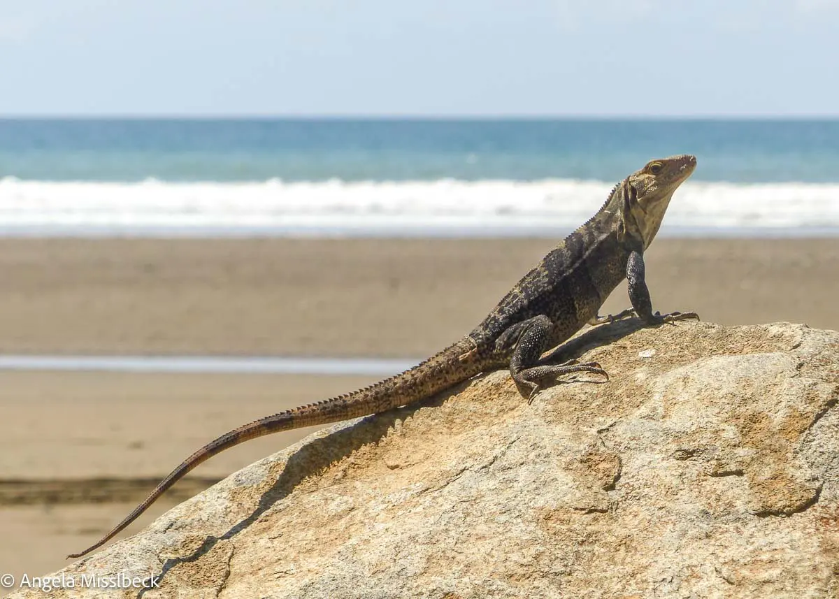 Costa Ricas Tierwelt: 10 coole Tiere und wo ihr sie beobachten könnt