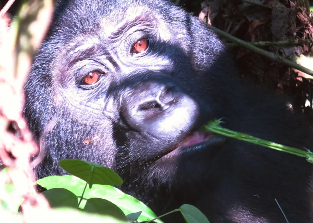 Nahaufnahme eines Gorillagesichts im partiellen Sonnenlicht, mit hellbraunen Augen und einem Stängel im Maul. Umgeben von grünen Blättern und Schatten, fängt es den Geist von Reiseabenteuer in einer üppigen, natürlichen Waldumgebung ein.