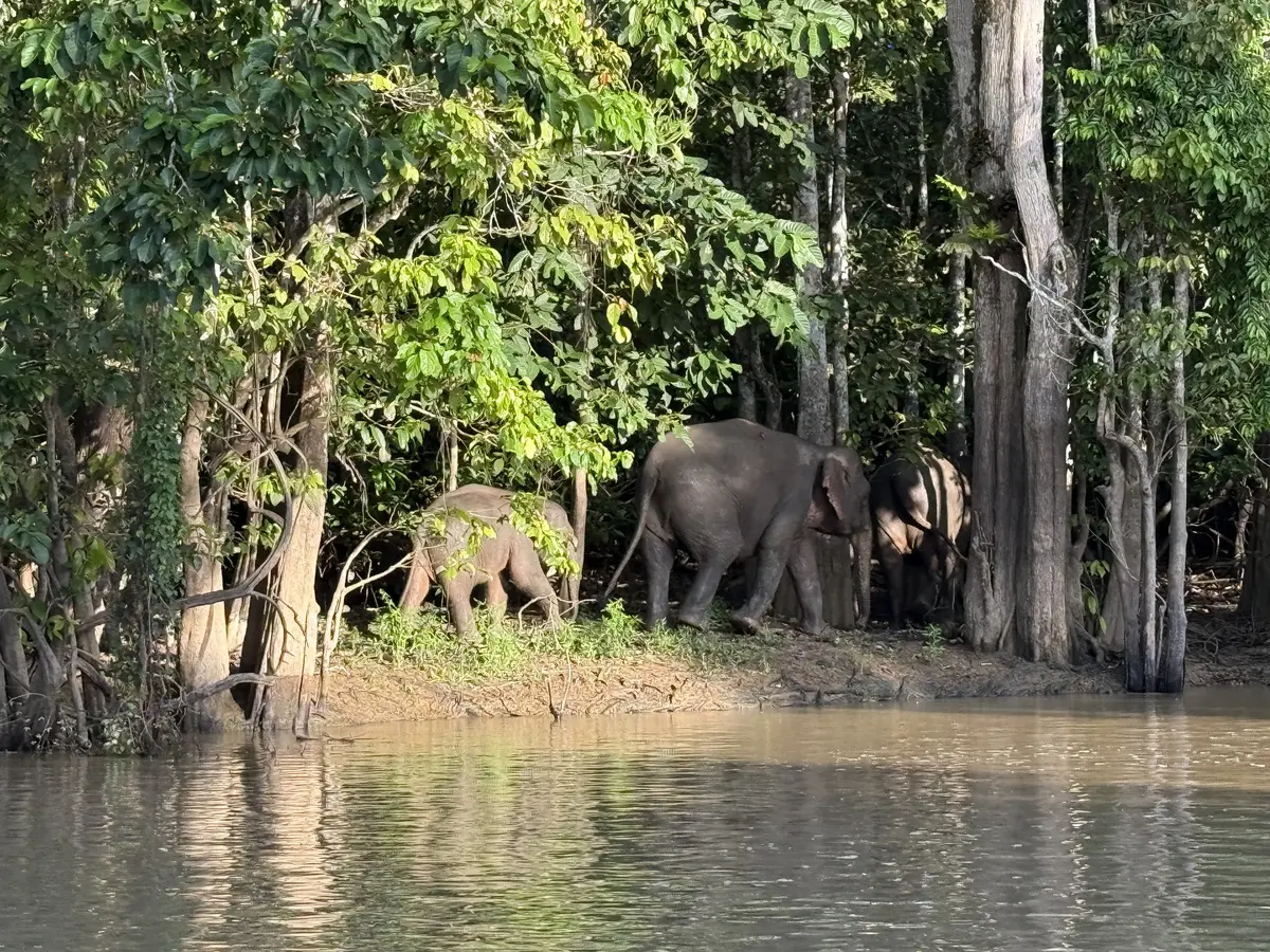 Eine Elefantenfamilie, darunter ein Kalb, spaziert am schlammigen Flussufer entlang, teilweise versteckt zwischen üppig grünen Bäumen in einem dichten Wald - eine perfekte Szene für einen Abenteuerurlaub mit Kindern. Das Sonnenlicht fällt durch das Laub und spiegelt sich im Wasser.