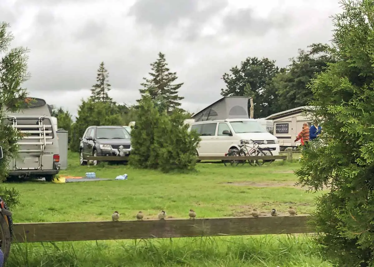 Ein grasbewachsener Ostsee Campingplatz mit mehreren Wohnmobil-Stellplätzen, Autos und Fahrrädern, gesäumt von grünen Büschen und Bäumen. Fünf kleine Vögel sitzen auf einem Holzzaun im Vordergrund unter einem bedeckten Himmel.