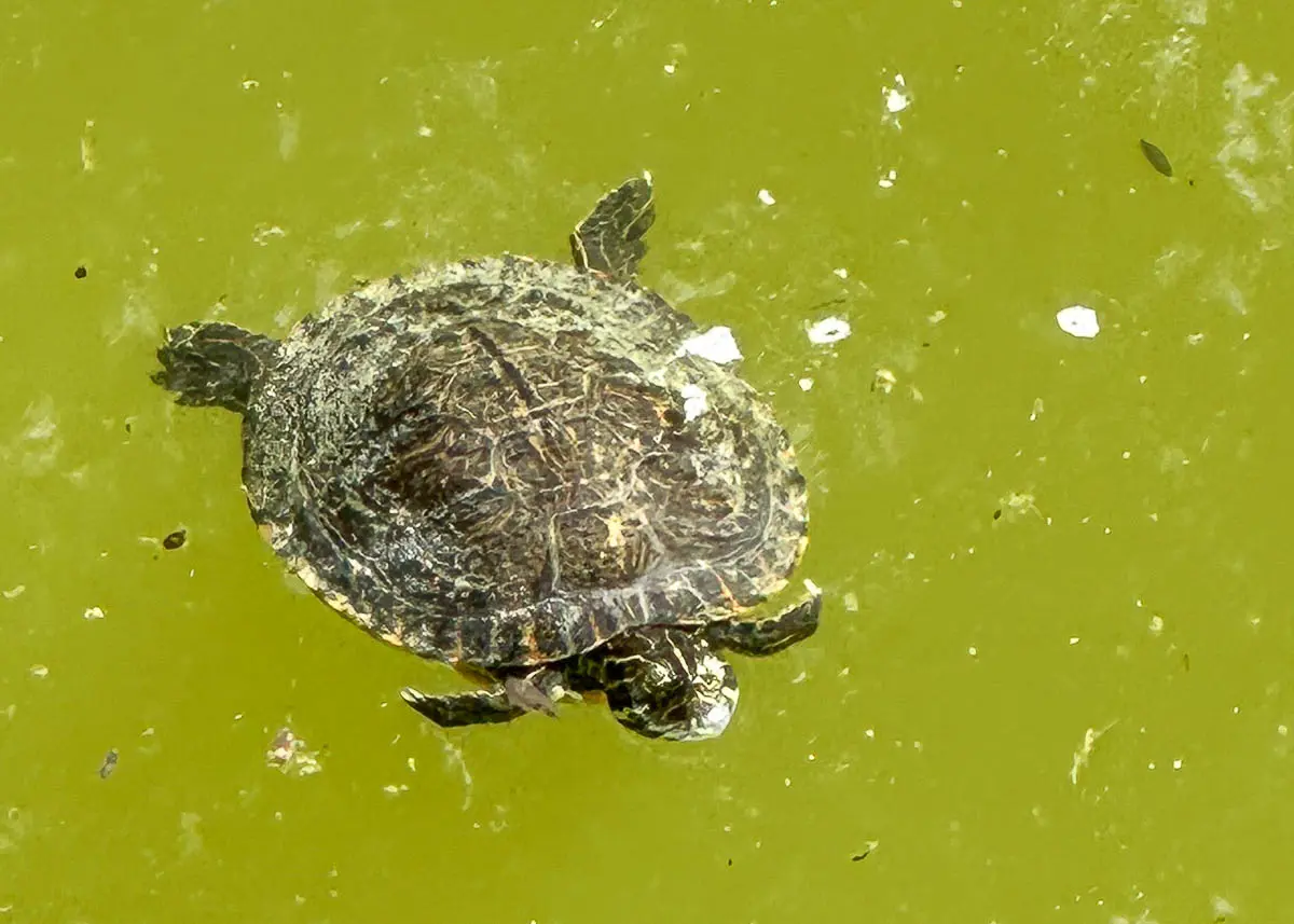 Eine Schildkröte schwimmt im Teich im Parque Doramas nahe der Oberfläche des trüben, grünen Wassers, wobei ihr Panzer und ihr Kopf von oben deutlich zu erkennen sind.
