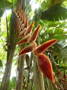 Tropische Pflanze in Costa Rica 