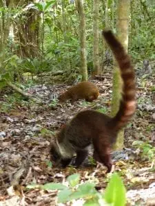 Aguti, Nasenbär - Tiere in Costa Rica mit Kindern erleben