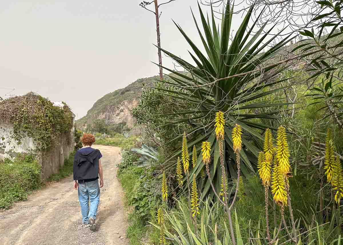 Eine Person mit lockigem Haar wandert auf einem Feldweg, umgeben von Grün und hohen gelben Blumen, während im Hintergrund unter einem bewölkten Himmel Hügel zu sehen sind – eine Szenerie, die an die friedlichen Landschaften erinnert, die man oft beim Wandern mit Kindern auf Gran Canaria entdeckt.