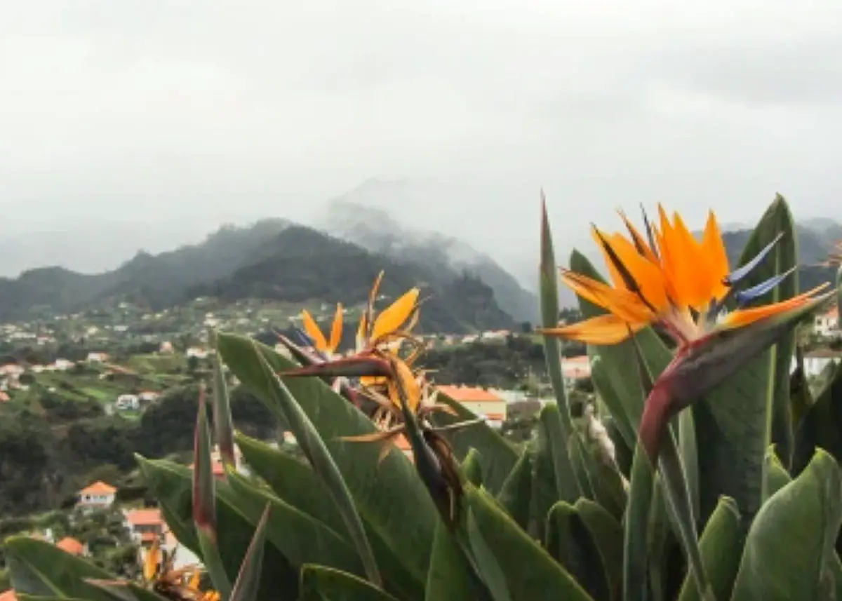 Paradiesblumen auf Madeira vor nebligen Bergen