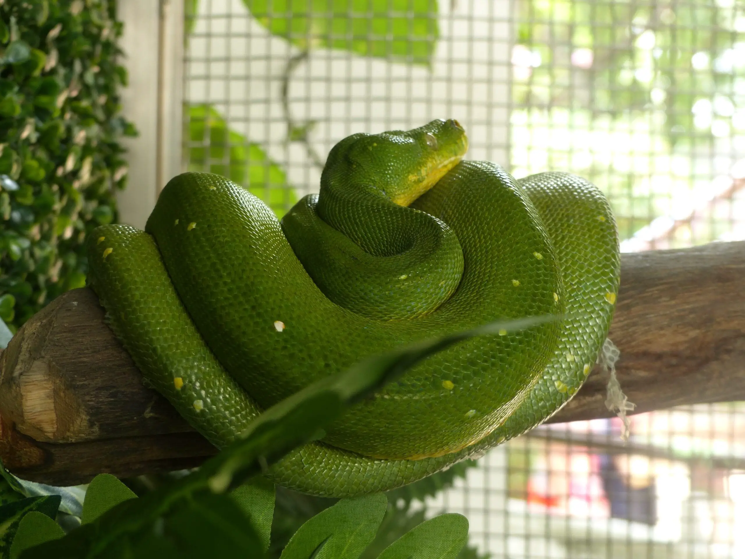 Bangkok Snakefarm Giftschlangen