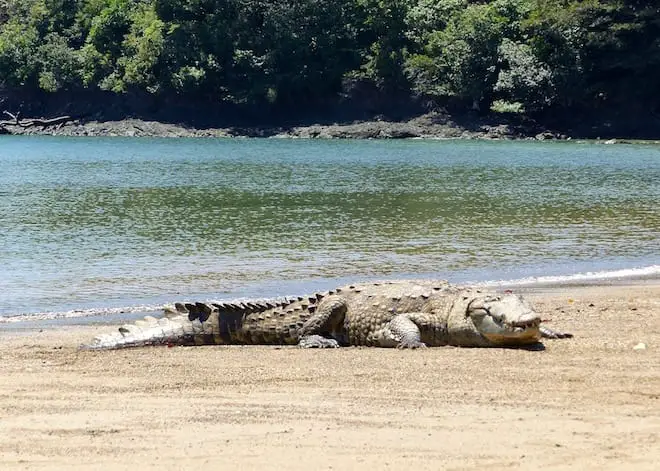 Familienreise Panama mit Kindern-krokodil-coiba