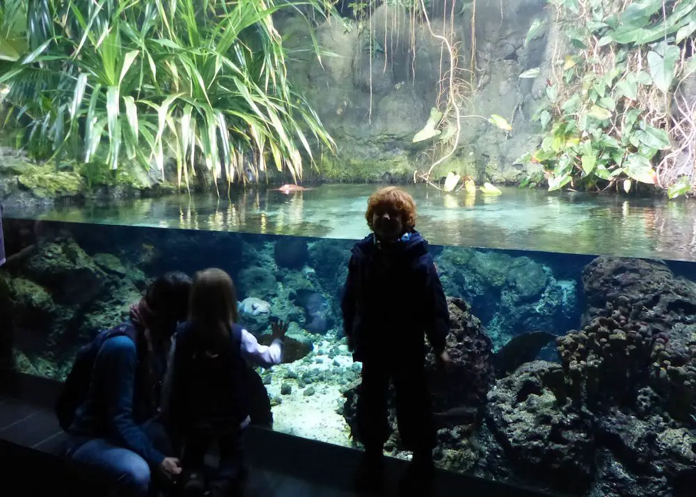 Zoo Aquarium Berlin mit Kindern: Fischbecken